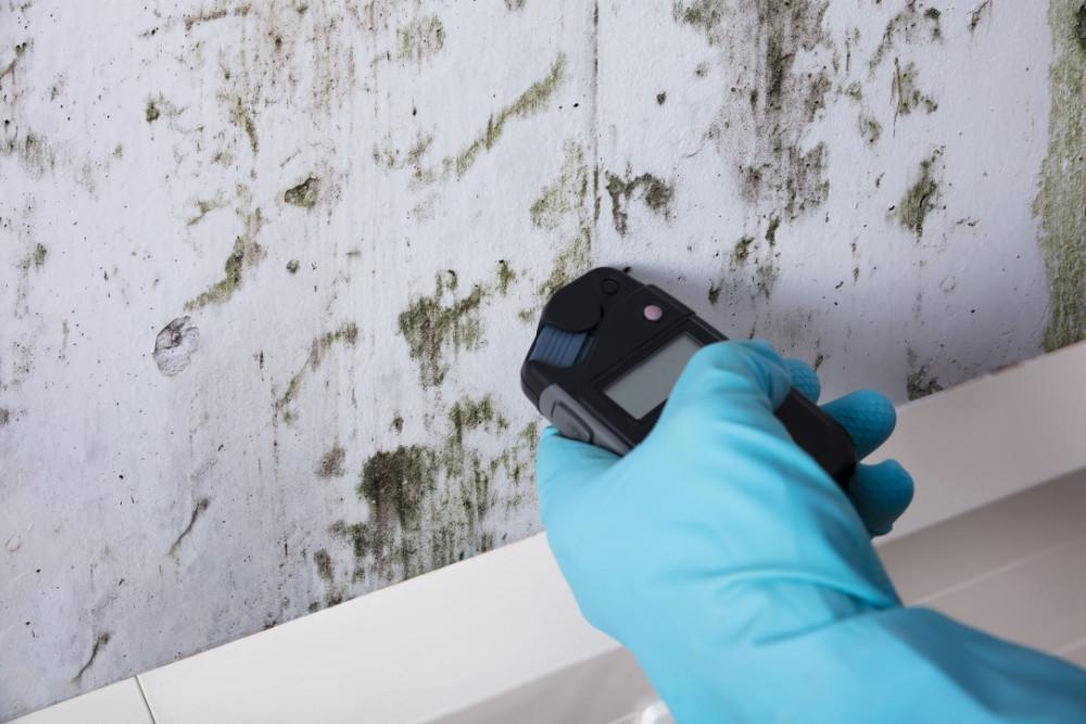 Mold Testing